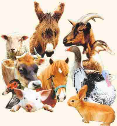 Animaux ferme