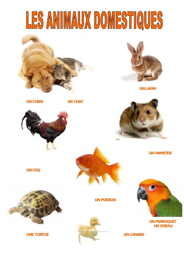 Animaux domestiques